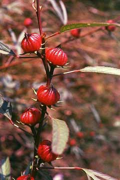 Hibiscus sabdariffa